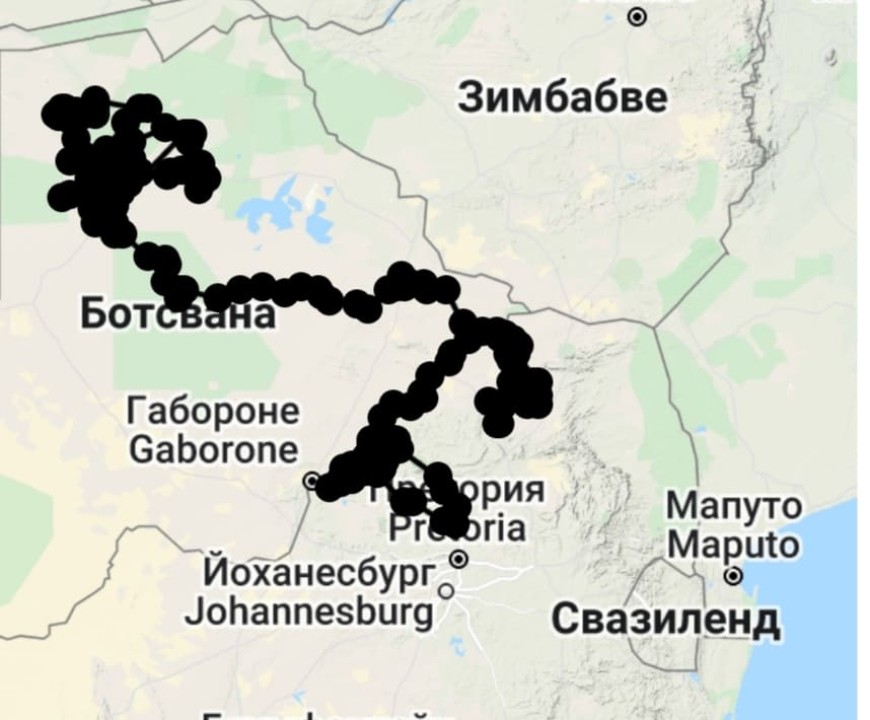Малкото кресливо орле от Александрия, трябва да се завърне в България през април