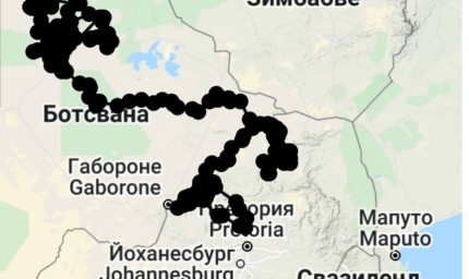 Малкото кресливо орле от Александрия, трябва да се завърне в България през април
