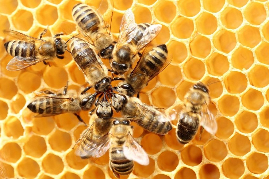 41 ще са участниците в 19-ото издание на изложението „Пчеломания” в Добрич 