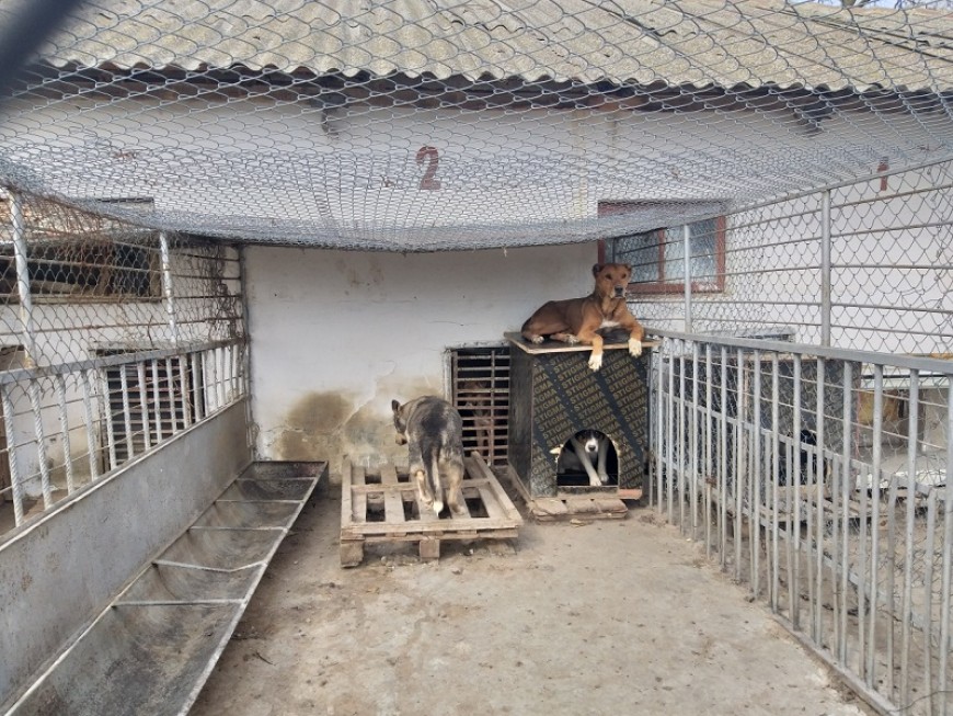 Отделени са средства за ремонт на Общинския приют за безстопанствени животни в Добрич