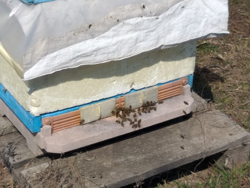 Стартира сключването на договори по пчеларската програма за 2022 г.