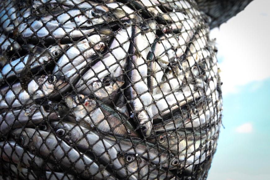 ЕС създава център за хуманно отношение към рибите