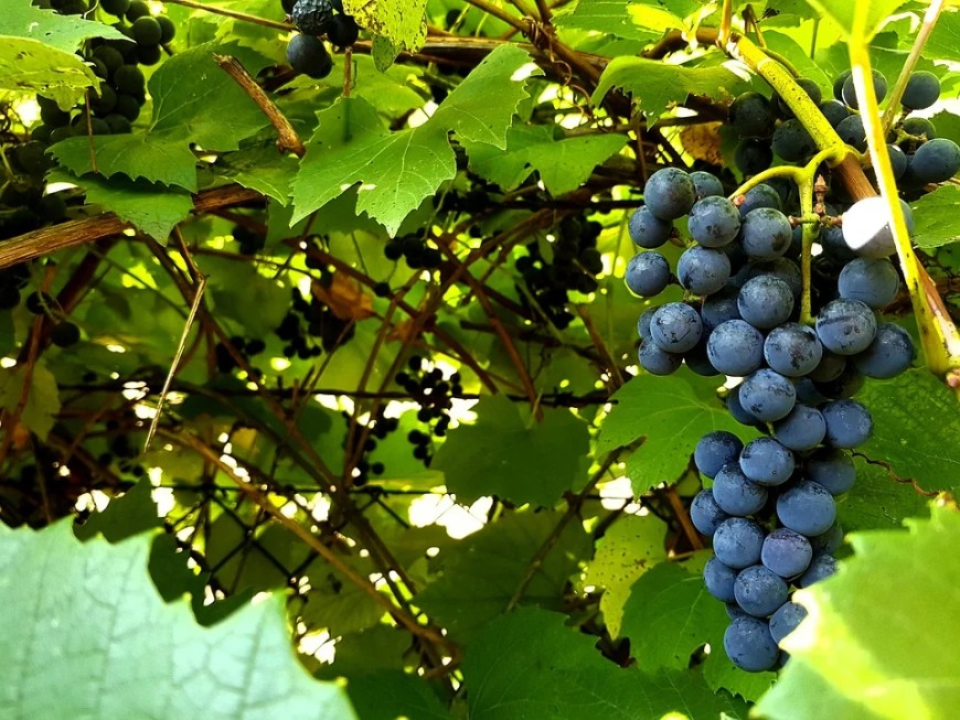 До 21 април се приемат заявления за инвестиции във винарски предприятия