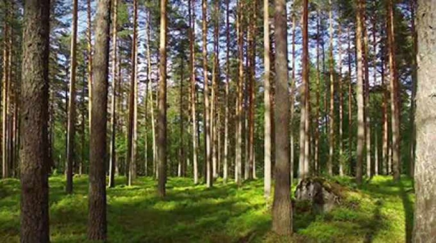 Започва Седмицата на гората 