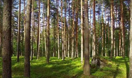 Започва Седмицата на гората 