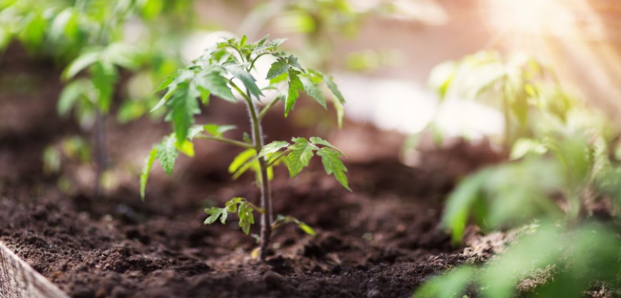 До 8 април е приемът по схемата за инвестиции в растениевъдството