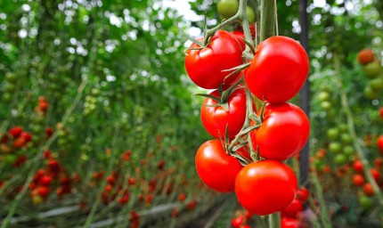 845 производители на оранжерийни зеленчуци заявиха помощ de minimis