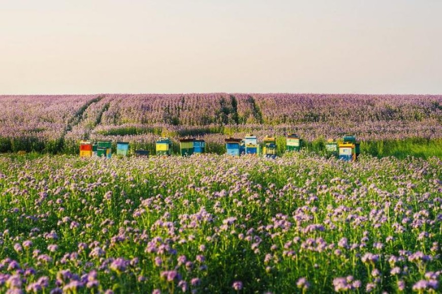 Пчеларите и БАБХ ще решават как да се спре вносът на опасни препарати