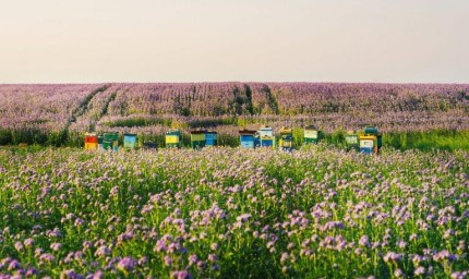 Пчеларите и БАБХ ще решават как да се спре вносът на опасни препарати