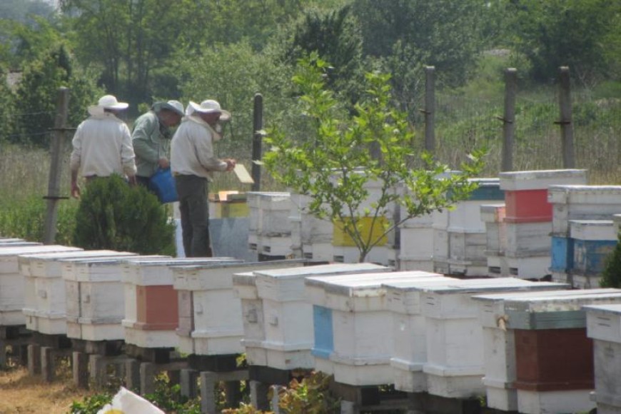 Стартира приемът на заявления за кредити по Пчеларската програма за 2022 г.