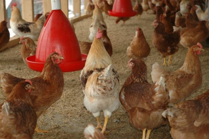 Птицевъдите искат „зелена светлина“ за ваксиниране на кокошките срещу птичи грип