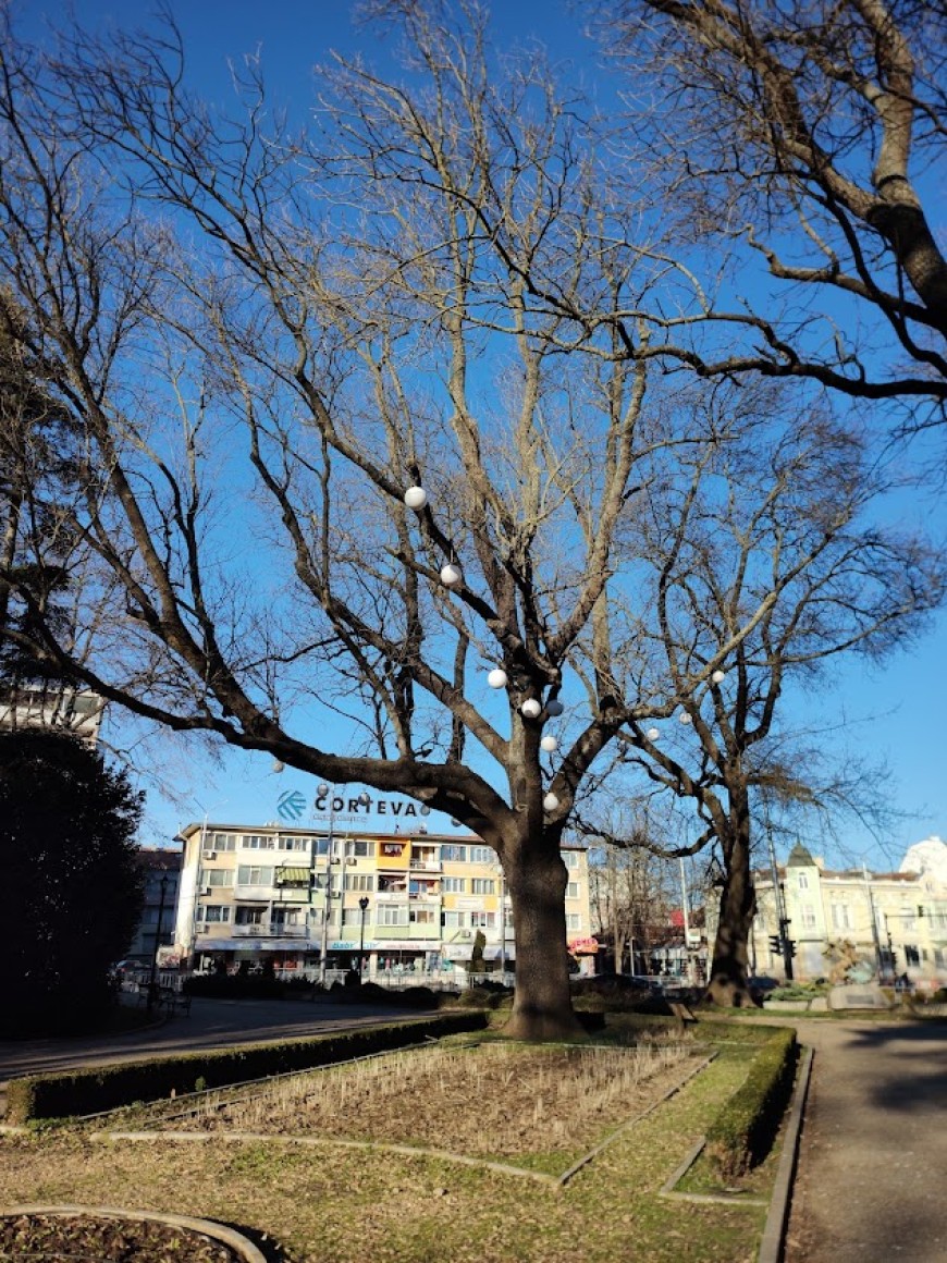 Община Добрич ще извърши обследване на вековни дървета