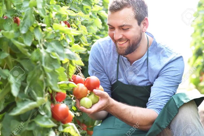 Увеличете с мулч добивите от домати