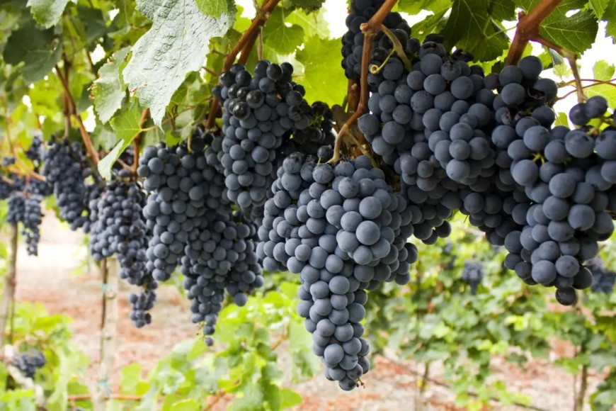 От 16 май стопаните могат да кандидатстват за застраховане на реколтата от винено грозде