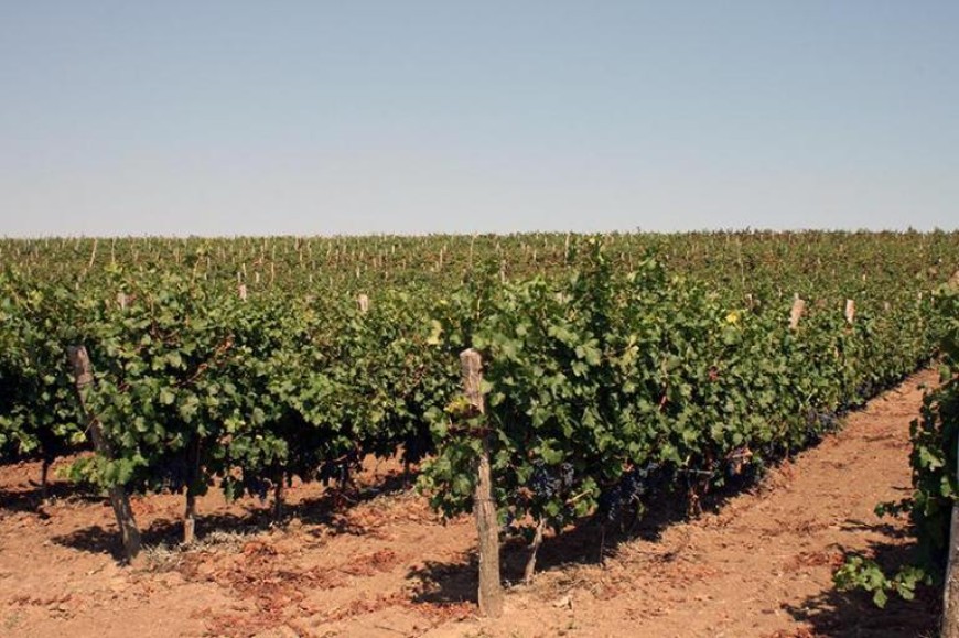 От 16 май стопаните подават заявления за застраховане на реколтата от винено грозде