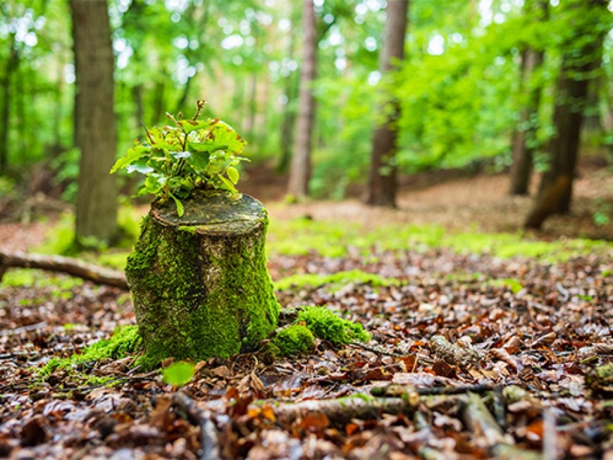 Изпълнителната агенция по горите огранизира работна среща за състоянието на защитните горски пояси