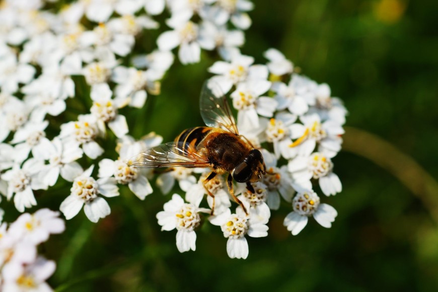 Днес отбелязваме Световния ден на пчелите