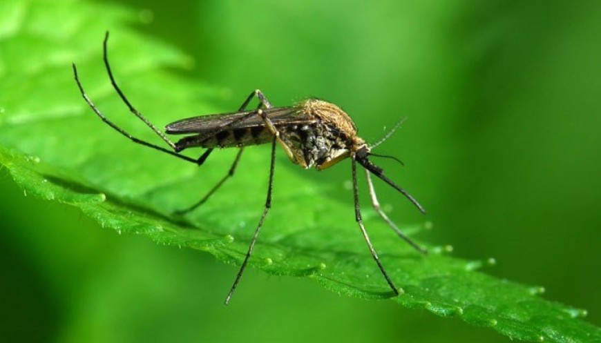 Обработка срещу комари ще се извърши на 29 май в Градски парк "Св. Георги"