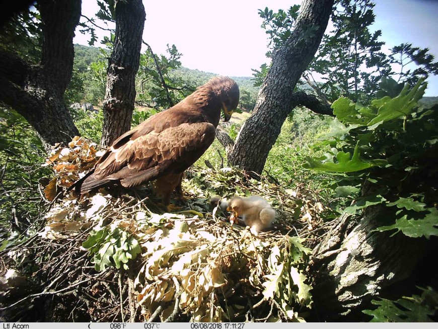 Над 800 двойки от вида малък креслив орел гнездят в България, това нарежда страната ни на първо място на Балканите