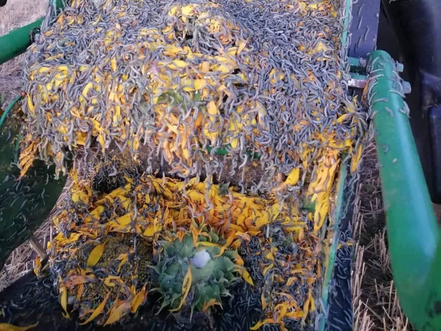 Заради ливадната пеперуда земеделци очакват загубите от слънчоглед да достигнат 100%