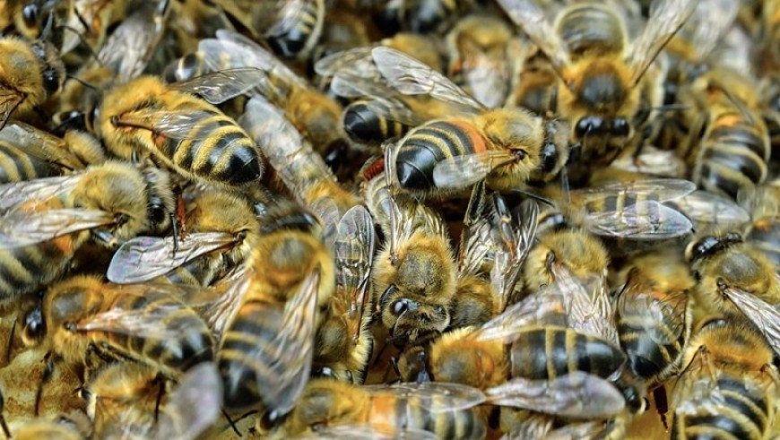 До 15 август пчеларите могат да подават заявление за плащане по Пчеларската програма за 2022 г.