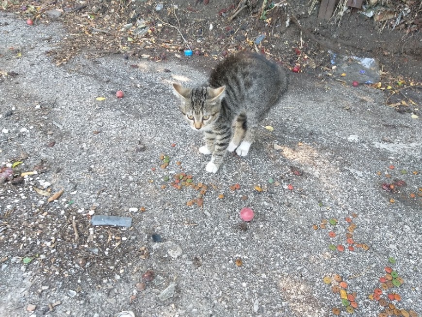 От над месец мъж се опитва да отрови бездомни животни в Добрич