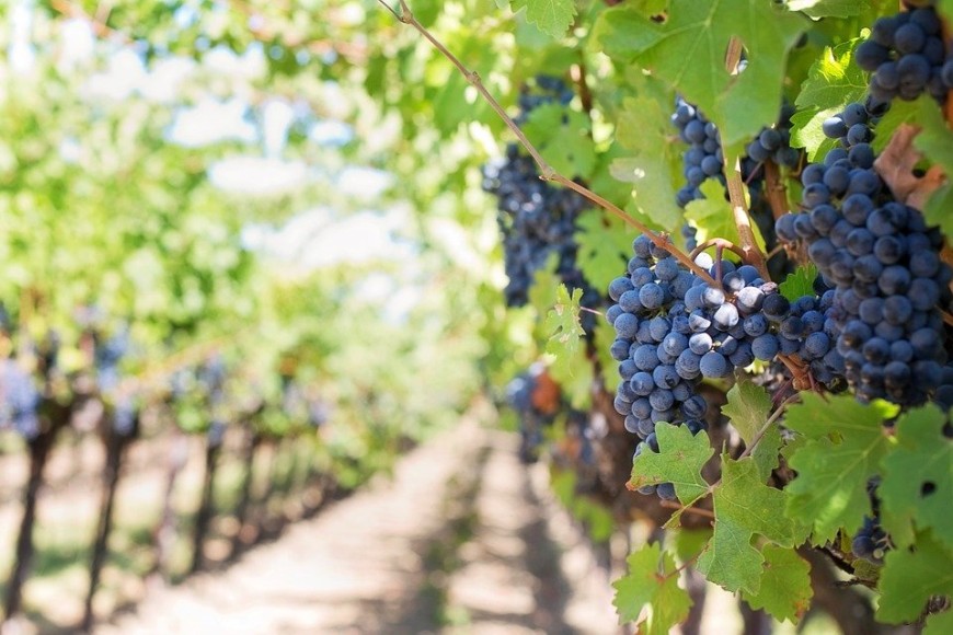 На 26 септември започва прием по мярката за информиране в лозаро-винарския сектор