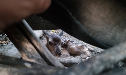 Роди се еленче в Центъра за защита на природата и животните