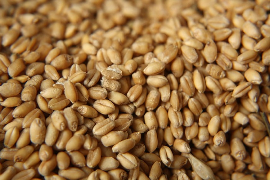 Изтича споразумението за износ на зърно от Украйна