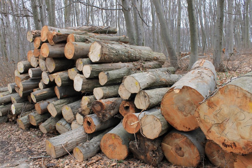 25 кубика бракониерска дървесина задържаха за седмица горските стражари