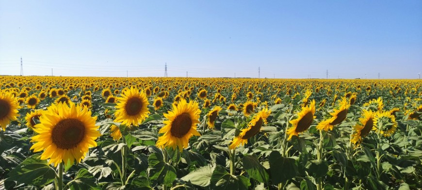 Половината от внесеното количество украински слънчоглед в Европа е останал в България