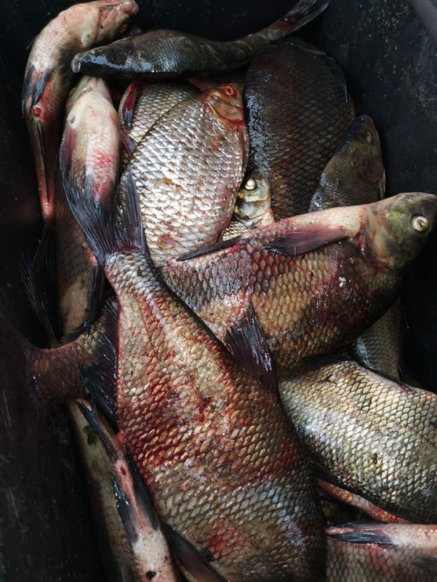 Бракониери уловиха риба в езерото „Шабла“, служители на ИАРА я върнаха обратно във водата
