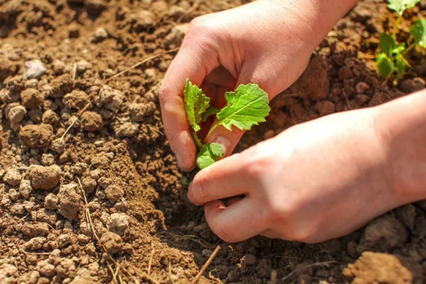 16 януари - Международен ден на растителната защита