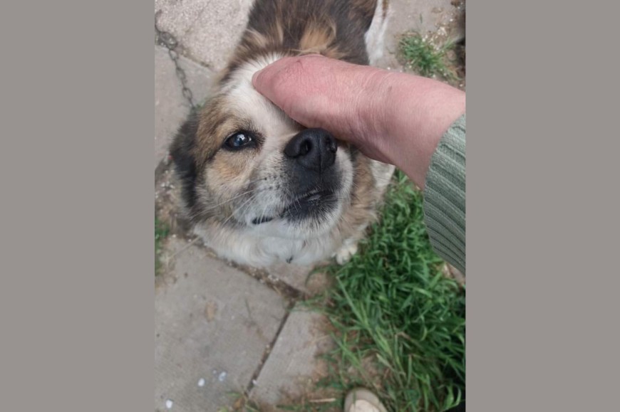 Общинският приют в Добрич се нуждае от плътни постелки за кучетата