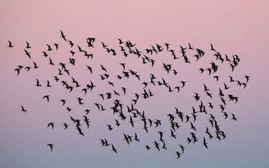 800 червеногуши гъски бяха преброени в България