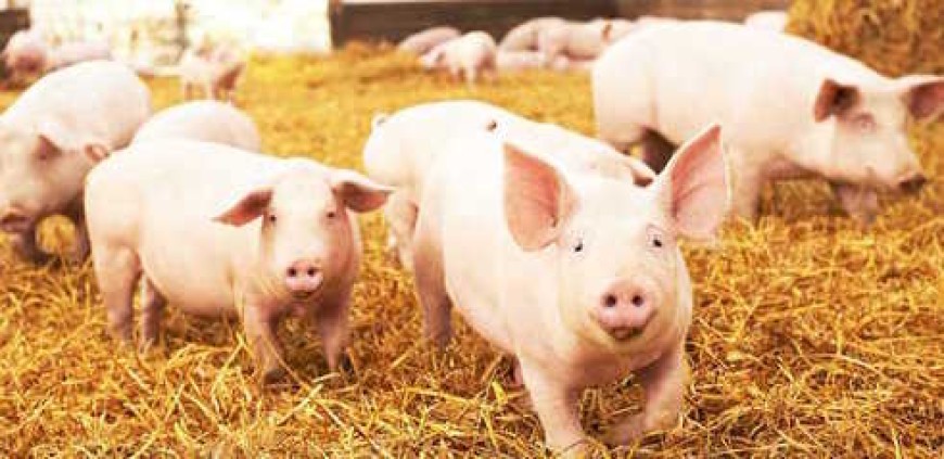 Над 64 млн. лева  са одобрени  за хуманно отношение към свине и птици