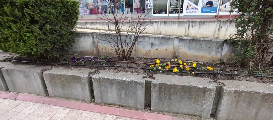 Няколко дни след пролетното зацветяване липсва повече от 1/3 посадъчен материал