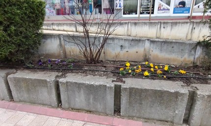 Няколко дни след пролетното зацветяване липсва повече от 1/3 посадъчен материал