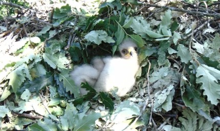 Мъжката птица се грижи основно за храненето на новоизлюпеното малко кресливо орле  