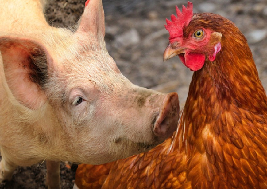 Започна приемът на заявления за хуманно отношение към птици и свине