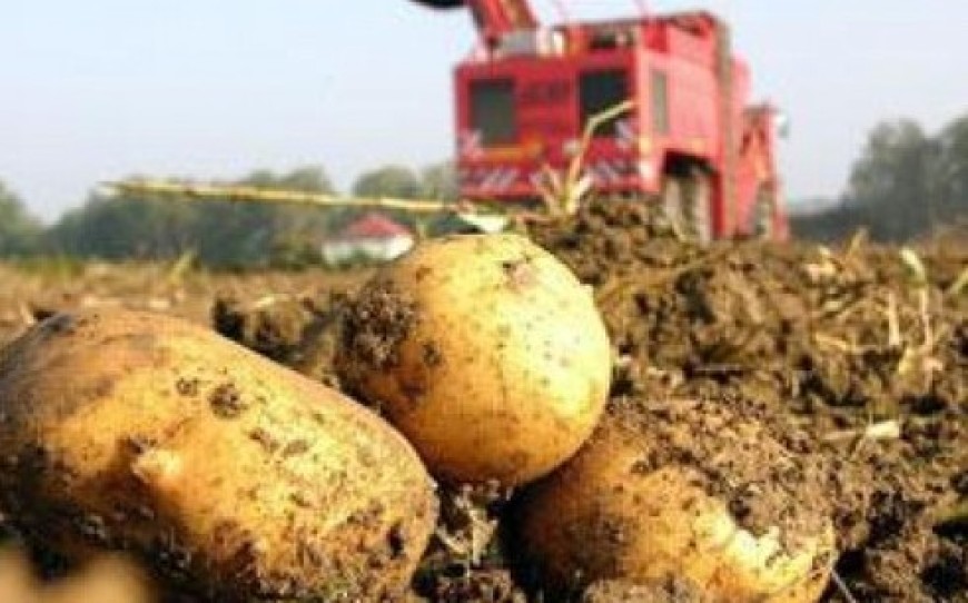 Производителите на картофи  ще получат 2 млн. лева за борба с вредителите