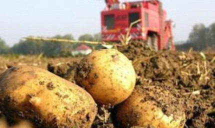 Производителите на картофи  ще получат 2 млн. лева за борба с вредителите