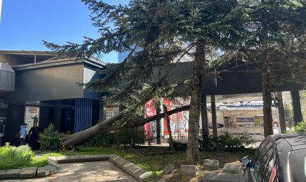 Дърво се счупи и падна на центъра на Добрич