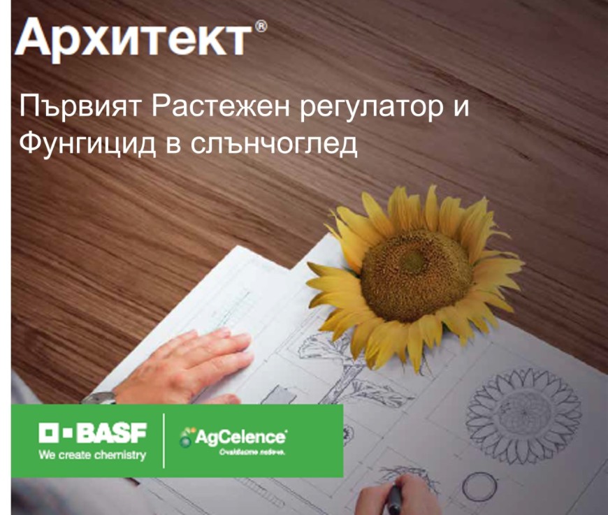 БАСФ представя първия растежен регулатор и фунгицид в слънчогледа - Архитект®