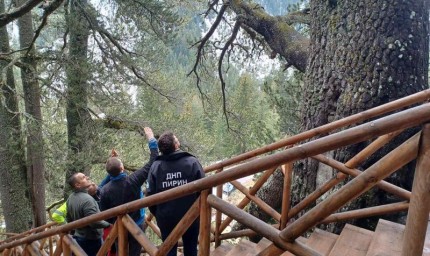 Експерти започнаха оглед на Байкушевата мура, след пречупване на клон на дървото