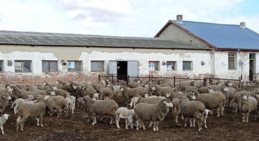 Добруджанският земеделски институт представи рядка порода овце на Единадесетия събор на овцевъдите