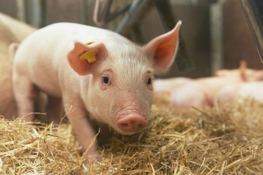 Животновъдите кандидатстват до 19 май за подпомагане по първи транш за прасета за угояване