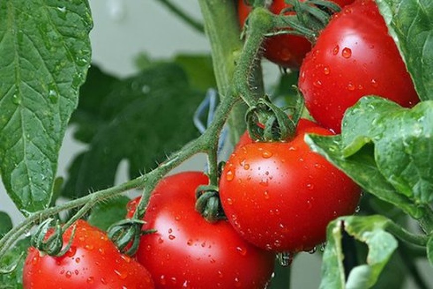 Фонд "Земеделие" отпуска 500 хил. лева за борба с доматения молец