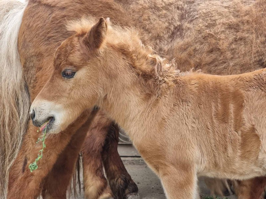 Зоо-центърът търси име за малкото си бебе пони