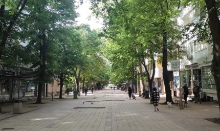 Съдбата на дърветата по центъра попадна отново в дискусията на общинските съветници на Добрич